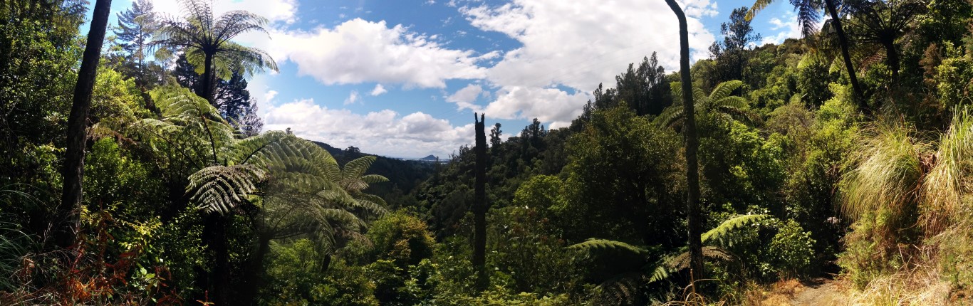 Dschungelpanorama! Mit Mount Maunganui im Hintergrund.