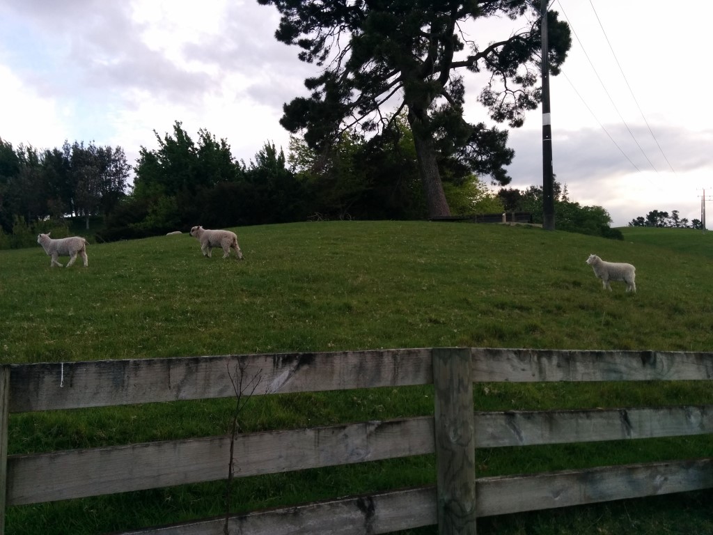 Natürlich dürfen auch hier Schafe nicht fehlen.