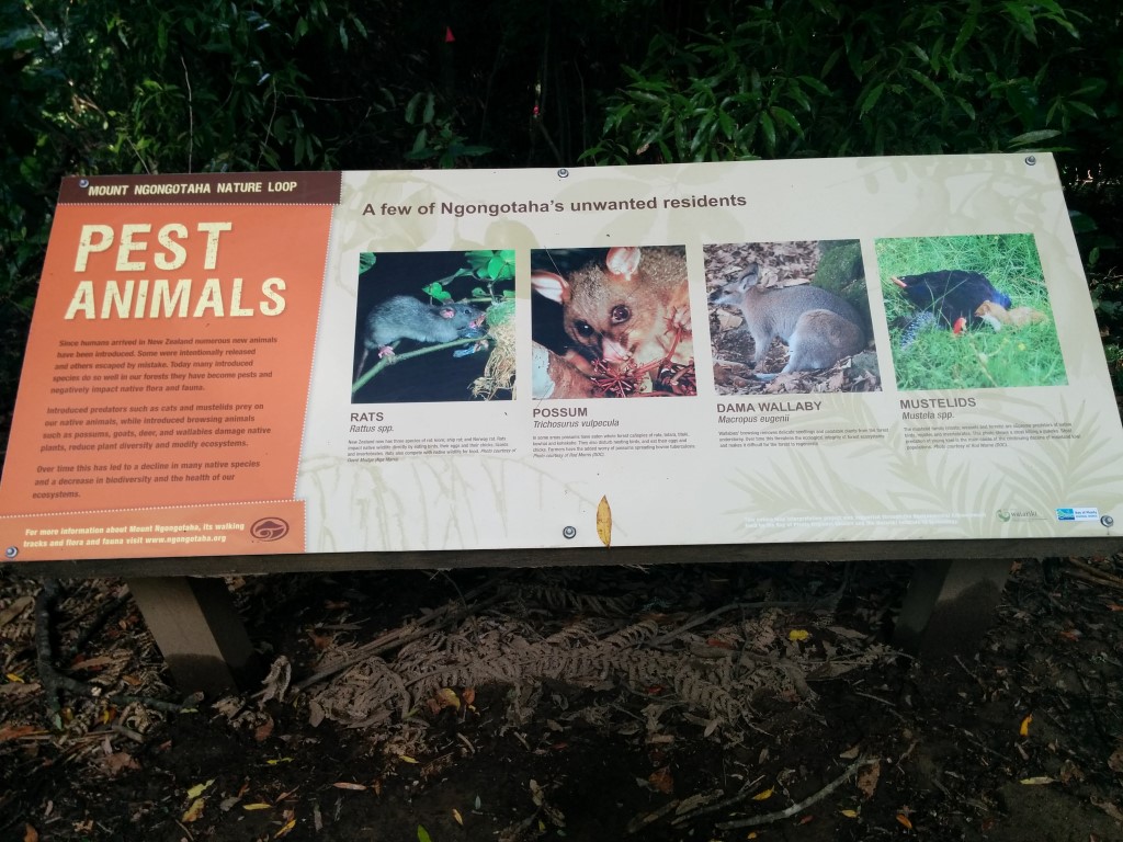 Ungewollte Pest-Tiere! Ich bin mittlerweile immer sicherer, dass ich bei Tauranga ein Opossum gerettet habe.