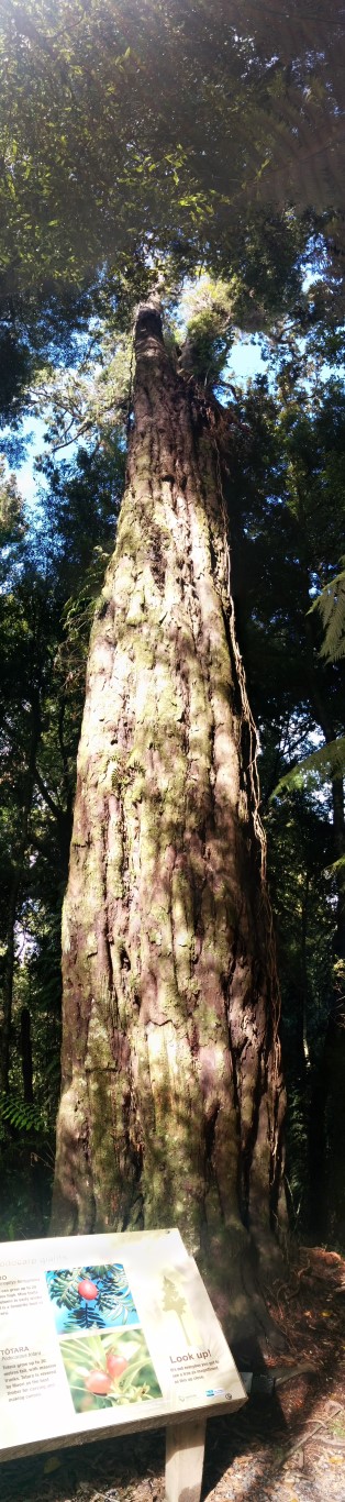Der letzte dieser Bäume, der noch in Mount Ngongotaha steht. Der Rest ist der Pest zum Opfer gefallen.